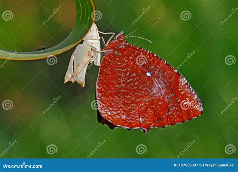 Young butterfly .